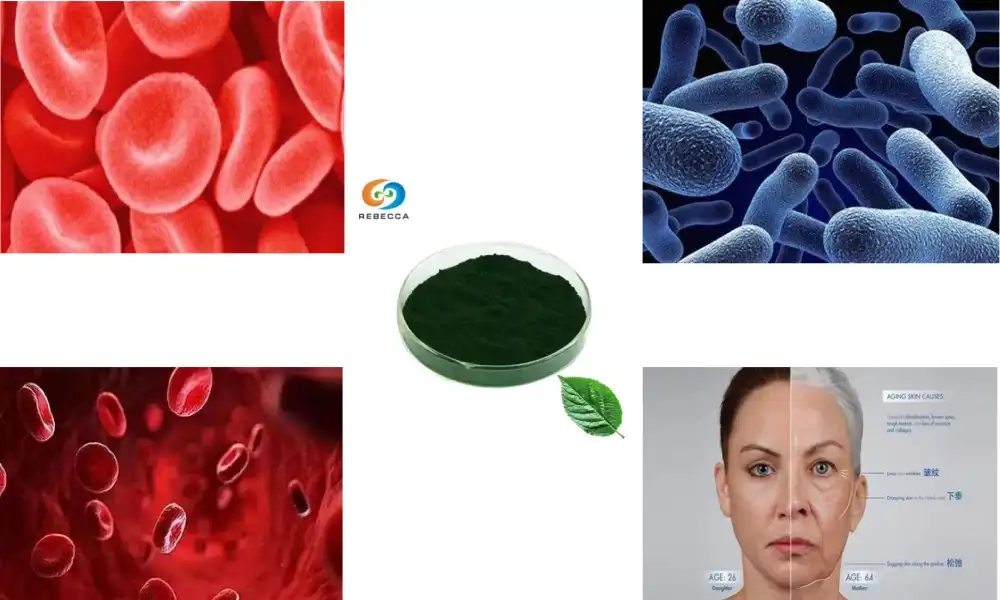 Why Chlorophyll Powder Is Going Viral in 2025?